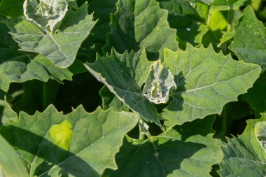 Common Lambsquarters is thriving vibrant green field under the sun showcasing its unique leaf structure and texture during the peak of its growth season.