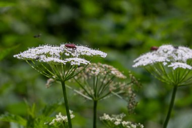 In a vibrant green habitat ground elder plants display their clusters of small white flowers while insects hover around fostering pollination in a natural setting.