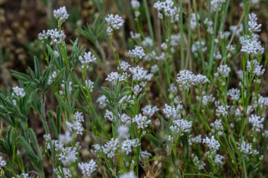 Common Madder plants showcasing clusters of small white flowers thriving in a lush environment during the vibrant spring season.