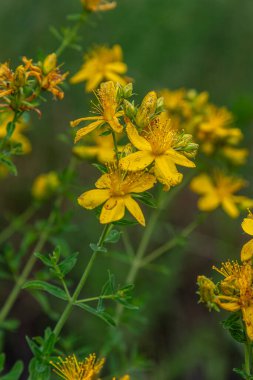 Bunches of vibrant yellow St. John's Wort blossoms stand tall in a green field under clear summer skies attracting bees and insects with their nectar-rich petals.