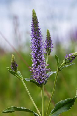 Vibrant spiked speedwell flowers stand tall in a green field exhibiting purple blooms in full glory during a sunny spring day surrounded by lush vegetation.