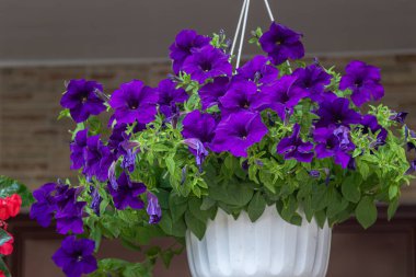 Hanging planter overflows with bright purple Petunia x hybrida flowers surrounded by lush green foliage creating lively display home garden during mid-afternoon sunlight.