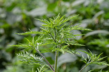 Common Ragweed flourishes in its environment displaying vibrant green leaves amidst a backdrop of blurred greenery capturing the essence of summer growth.