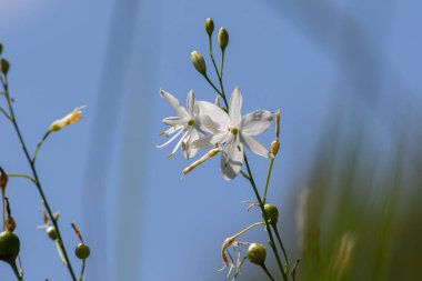 Branched St Bernard's-lily flowers are in full bloom displaying white petals against a clear blue sky highlighting their beauty in a natural setting.