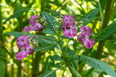 Vivid pink flowers of Himalayan balsam stand out among lush foliage showcasing the plant's invasive nature in a natural habitat during the warm season.