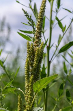 In a lush field redroot amaranth displays its distinct flowering heads surrounded by leafy greenery under a cloudy sky during the peak of summer.