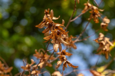 Dried seeds of Carpinus betulus hang gracefully from branches against backdrop of vibrant green foliage illuminated by the sun showcasing nature's beauty late summer.