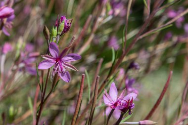 Bright pink fireweed flowers stand out against lush green stems in a thriving natural setting attracting pollinators on a warm summer day.