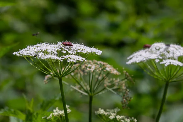 In a vibrant green habitat ground elder plants display their clusters of small white flowers while insects hover around fostering pollination in a natural setting.