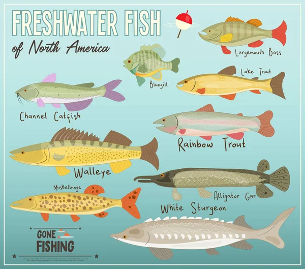Ψάρια Του Γλυκού Νερού Της Βόρειας Αμερικής Αφίσα Infographic Για — Διανυσματικό Αρχείο