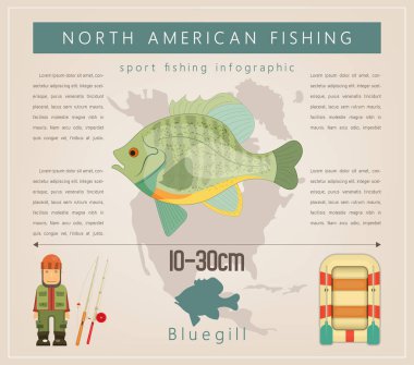 Bluegill. Kuzey Amerika balıkçılık Infographic küme. Tatlı su balığı. Vektör çizim.