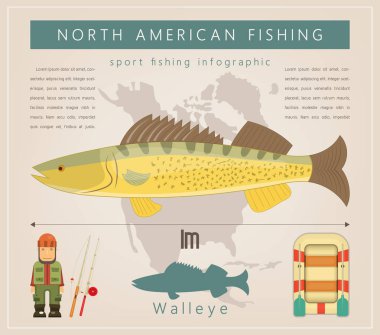 Walleye. Kuzey Amerika balıkçılık Infographic küme. Tatlı su balığı. Vektör çizim.