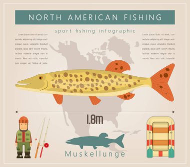 Muskellunge. Kuzey Amerika balıkçılık Infographic küme. Tatlı su balığı. Vektör çizim.