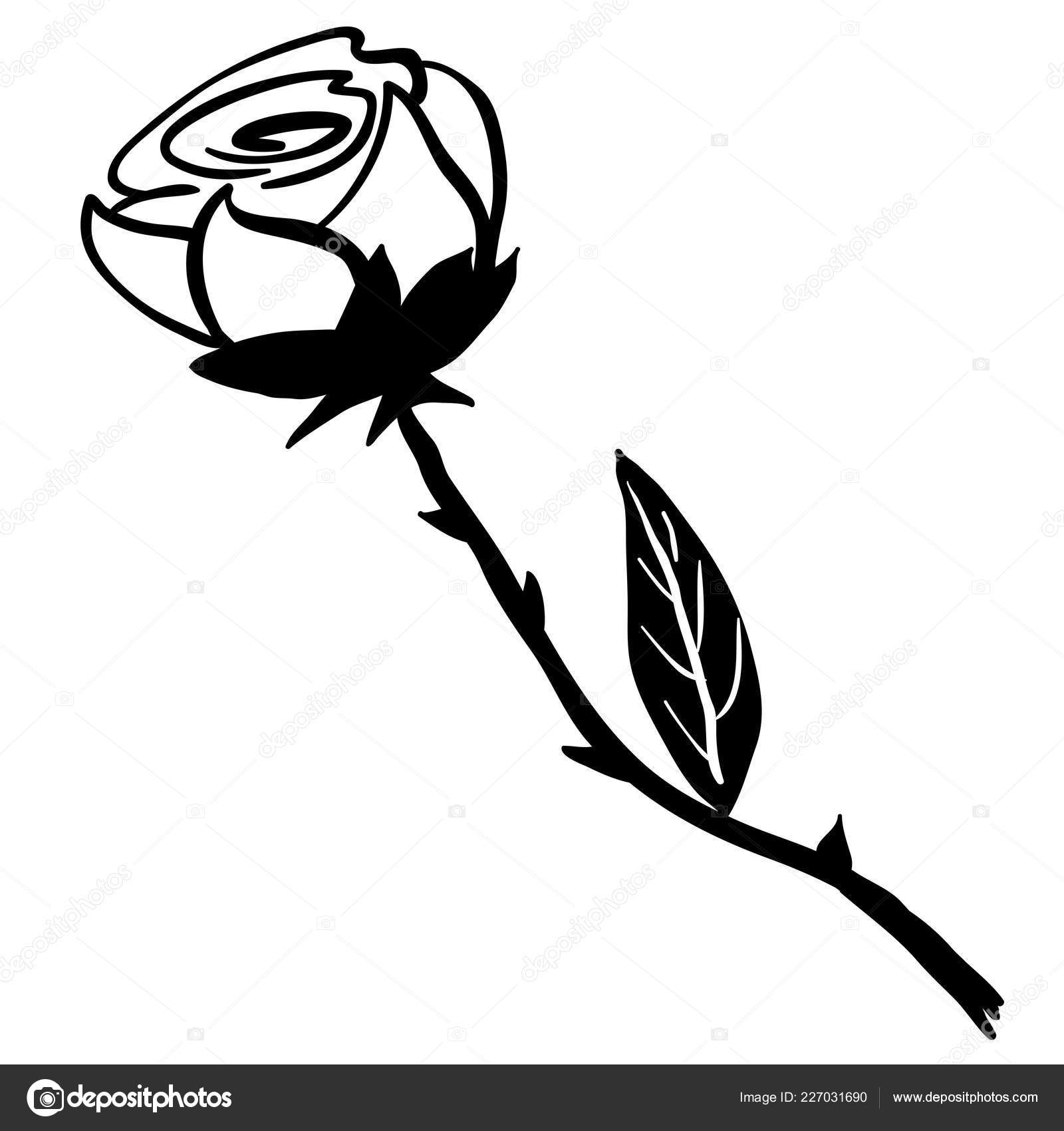 Featured image of post Desenho Rosa Preta Png Nada melhor do que uma maravilhosa rosa para demonstrar o quanto queremos uma pessoa