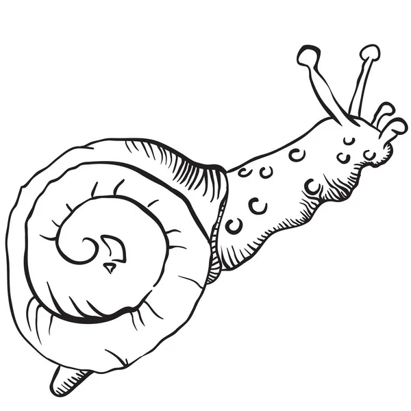 Escargot Dessin Noir Blanc — Image vectorielle