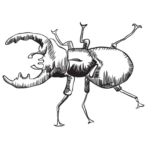 Stag Beetle Black White Illustration — Stock Vector