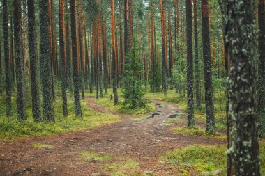 Çam ormanında orman yolu.