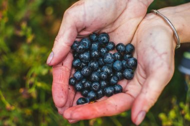 ellerinde çilek. Hasat.