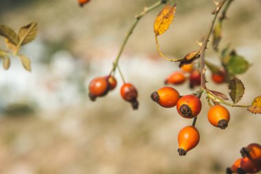 dallarda çilek, olduğu gibi yaban hayatı
