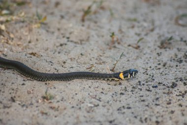 kumun üzerinde sürünen yılan