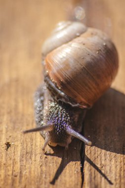 tahtada sürünen salyangoz