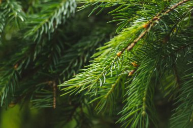 ormanda güzel köknar dalları. Yeni Yıl Noel.