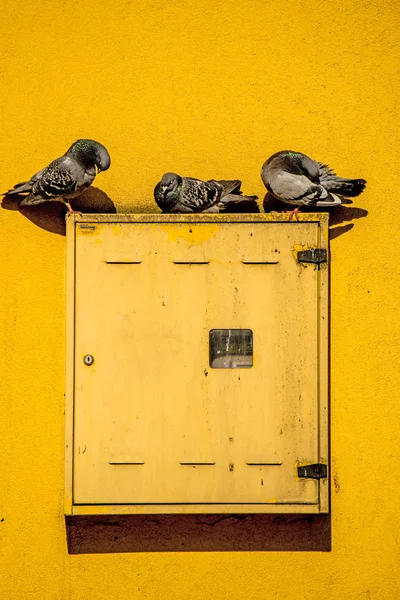 Merpati Duduk Switchbox Kuning Sebuah Rumah — Stok Foto