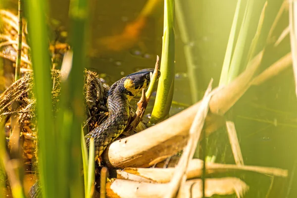 European Grass Snake Moor Lake Poland — Stock Photo, Image