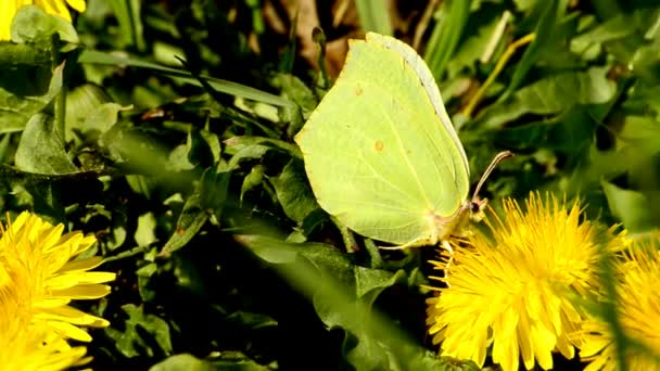 Schwefelschmetterling Auf Löwenzahnblume — Stockvideo