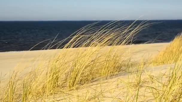 海滩上的波罗的海海滩草 — 图库视频影像