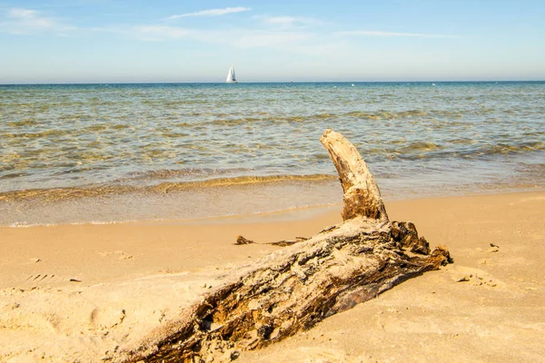 Driftwood Пляжі Балтійського Моря Вітрильним Човном — стокове фото