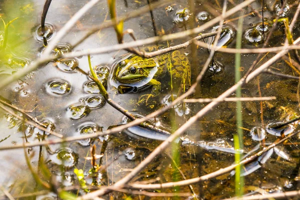 Gölette yaygın su kurbağası