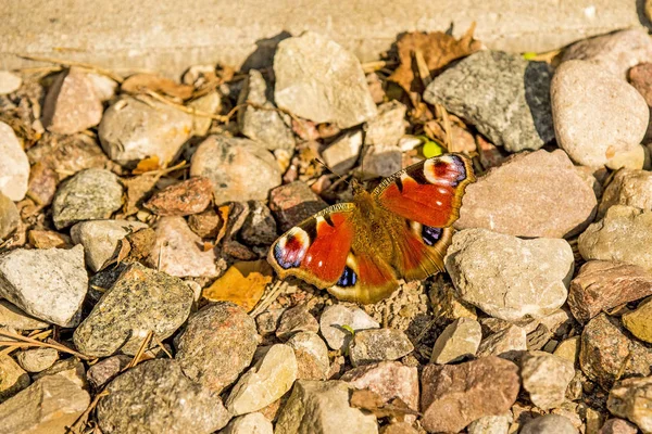 Borboleta Pavão Caminho — Fotografia de Stock