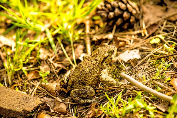 Common Toad Poland — Stock Photo, Image