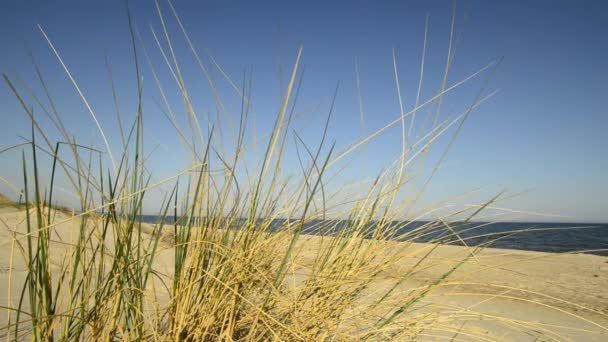 Strand Van Oostzee Met Strand Gras — Stockvideo