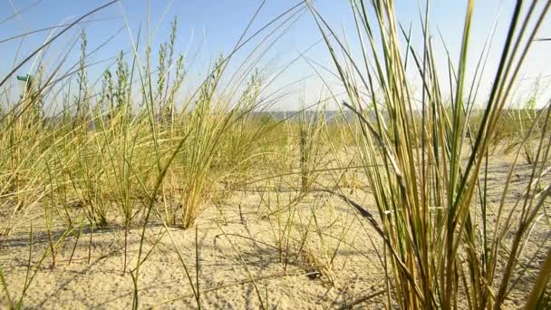 Stranden Östersjön Med Strandgräs — Stockvideo