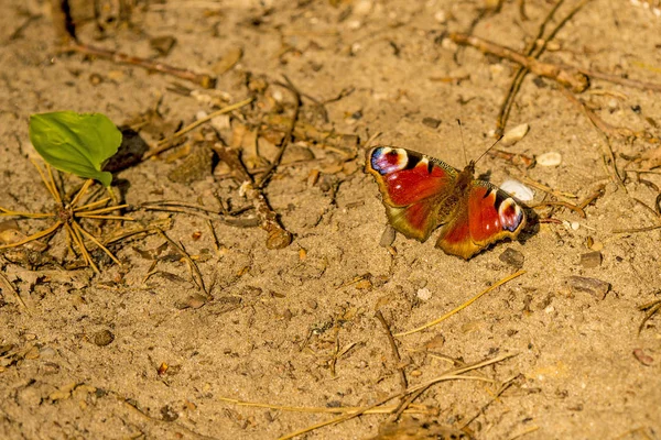 Paon Papillon Sur Chemin — Photo