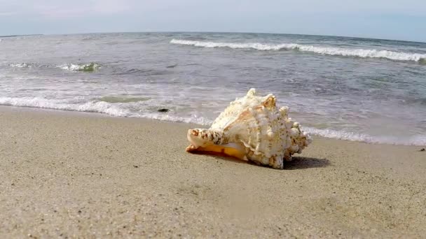 Reuze Kikker Shell Een Strand — Stockvideo