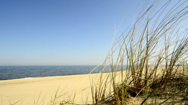 Strand der Ostsee mit Strandgras