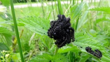 caterpillarss tavus kuşu kelebek ısırgan otu besleme
