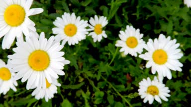 Marguerites bir closeup kuşlar göz perspektif içinde
