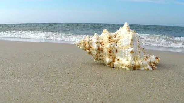 Sapo Gigante Shell Uma Praia — Vídeo de Stock