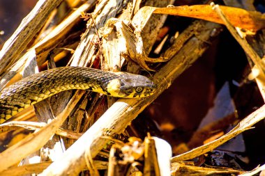 Polonya moor gölde bir Avrupa çim yılan