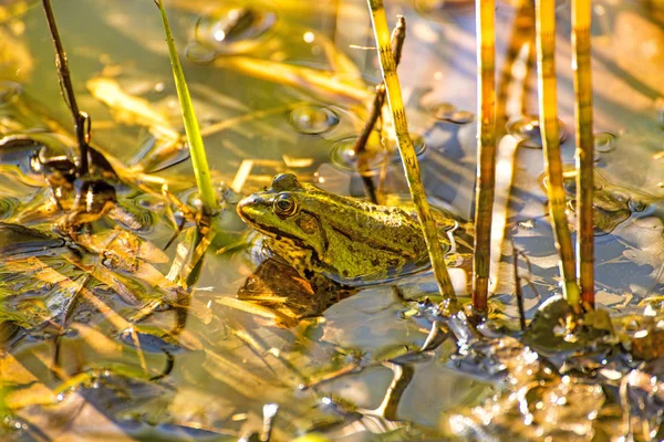 池の中の共通の水のカエル — ストック写真