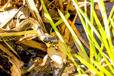 Polonya moor gölde bir Avrupa çim yılan