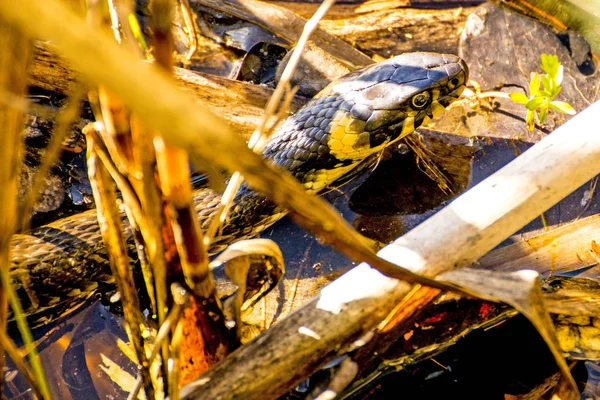 European Grass Snake Moor Lake Poland — Stock Photo, Image