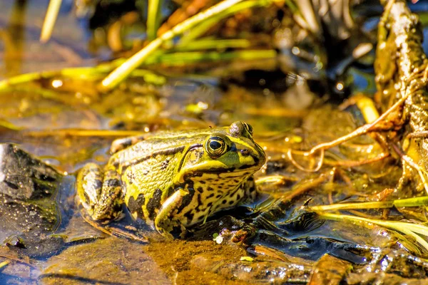 ポーランドの湿原保護区で水カエル — ストック写真