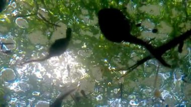 bir havuzda polliwogs, sualtı