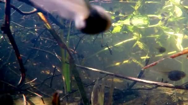 Subaquático Polliwogs Uma Lagoa — Vídeo de Stock