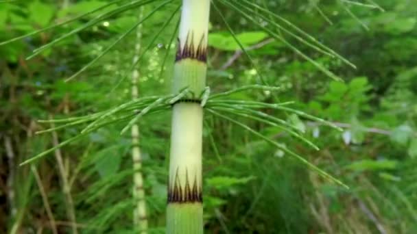 Schachtelhalm Frühling Einem Deutschen Wald — Stockvideo